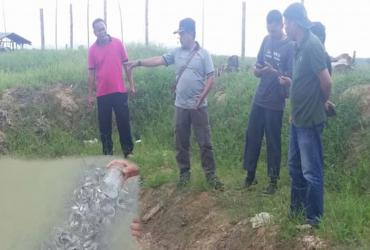 BIBIT IKAN PATIN BANTUAN BALAI BESAR KSDA RIAU KEPADA SALAH SATU KELOMPOK TANI HUTAN BINAAN TERLIHAT ADA KEMAJUANNYA
