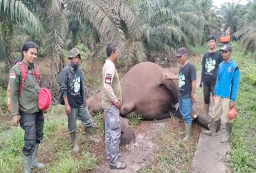 DITEMUKAN SEEKOR SATWA GAJAH LIAR BERJENIS BETINA DALAM KONDISI SUDAH MATI