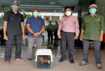 PENYELAMATAN DAN EVAKUASI SEEKOR KUCING HUTAN (PRIONAILURUS BENGALENSIS)