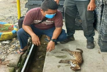 SEEKOR KUCING HUTAN DITEMUKAN SUDAH TIDAK BERNYAWA DI AREAL KERINCI CENTRAL NURSERY 2 (PT. RAPP)