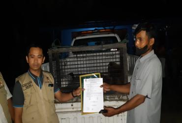 SATWA OWA UNGKO ( HYLOBATES AGILIS ) DI EVAKUASI OLEH TIM RESCUE BALAI BESAR KSDA RIAU