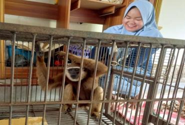TIM BALAI BESAR KSDA RIAU EVAKUASI SATWA OWA/UNGKO (HYLOBATES AGILIS)