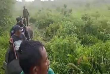 GAJAH JINAK GIRING GAJAH LIAR UNTUK MENYEMBERANG SUNGAI SIAK AGAR KEMBALI KE HUTAN LAGI