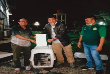TIM BALAI BESAR KSDA RIAU EVAKUASI SATWA SIAMANG YANG DISERAHKAN SECARA SUKARELA OLEH WARGA
