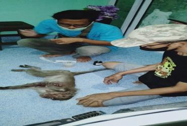 PENANGGULANGAN KONFLIK SATWA KERA EKOR PANJANG DAN MANUSIA DI VIHARA DARMA, PEKANBARU