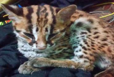 TIM RESCUE BALAI BESAR KSDA RIAU DAN YAYASAN CINTA SATWA RIAU JEMPUT ANAK KUCING HUTAN DI LOKASI YANG DILAPORKAN WARGA