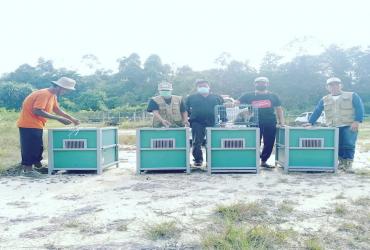 BALAI BESAR KSDA RIAU LEPASLIARKAN MONYET EKOR PANJANG