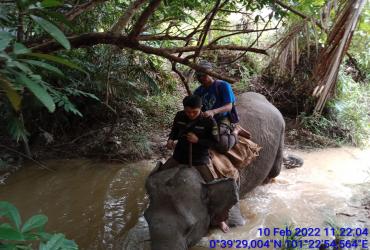 MAHOUT LAKUKAN PENGGIRINGAN GAJAH LIAR DENGAN GAJAH JINAK AGAR TIDAK MEMASUKI KE PEMUKIMAN WARGA