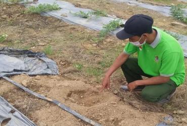 BALAI BESAR KSDA RIAU LAKUKAN LAGI MITIGASI KONFLIK GAJAH LIAR  DENGAN MANUSIA