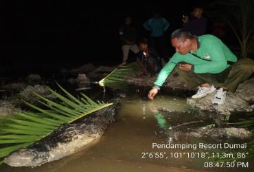RESORT DUMAI BALAI BESAR KSDA RIAU TANGANI KONFLIK SATWA BUAYA