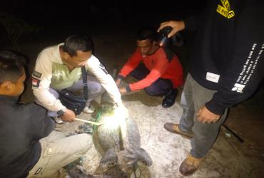 BALAI BESAR KSDA RIAU RESORT DUMAI DENGAN MANGGALA AGNI DAN PENCINTA HEWAN DAERAH DUMAI LEPAS LIARKAN SATWA BUAYA