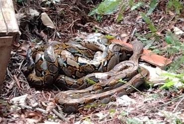 BALAI BESAR KSDA RIAU LEPAS LIARKAN ULAR PHYTON DAN ULAR KOBRA KE HABITATNYA