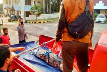 TIM BALAI BESAR KSDA RIAU EVAKUASI DAN LEPASLIARKAN BUAYA YANG DIAMANKAN OLEH TIM POLSEK PANGKALAN KURAS