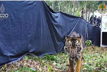 SI RAJA RIMBA PULANG KE HABITATNYA