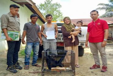 TIM BALAI BESAR KSDA RIAU JEMPUT SATWA OWA/UNGKO (HYLOBATES AGILIS) YANG AKAN DISERAHKAN OLEH WARGA