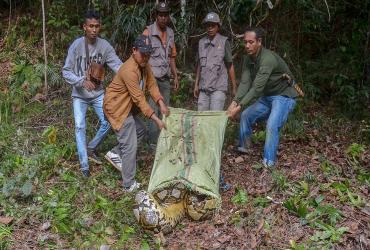 PYTHON BERUKURAN BESAR DILEPAS LIARKAN KE HABITATNYA