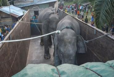 DUA EKOR GAJAH LIAR DI PINDAHKAN DARI PROVINSI RIAU