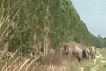 TIM BALAI BESAR KSDA RIAU TINDAKLANJUTI LAPORAN MASYARAKAT TENTANG ADANYA GAJAH YANG SAKIT