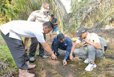 RESORT BUKIT BATU PANTAU KEBERADAAN JEJAK HARIMAU SUMATERA YANG DILAPORKAN KEPALA DESA SADAR JAYA