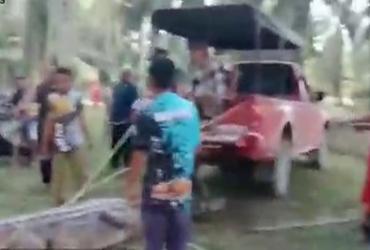 BALAI BESAR KSDA RIAU EVAKUASI SEEKOR BUAYA SINYULONG