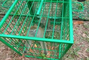 2 (DUA) EKOR KERA EKOR PANJANG (MACACA FASCICULARIS) BERHASIL MASUK KANDANG JEBAK