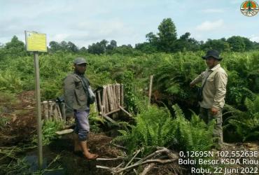 BBKSDA RIAU DAMPINGI BRGM DALAM PEMBUATAN SEKAT KANAL