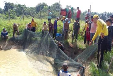 PEMANENAN IKAN DI KTH KERUMUTAN LESTARI DI DESA REDANG, KECAMATAN RENGAT BARAT, KABUPATEN INDRAGIRI HULU