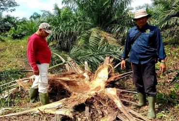 MITIGASI KONFLIK GAJAH DI DESA RANTAU BARU, KECAMATAN PANGKALAN KERINCI, KABUPATEN PELALAWAN