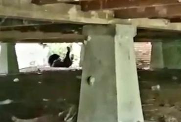 TIM BALAI BESAR KSDA RIAU TERUS PANTAU KEMUNCULAN SEEKOR BERUANG DI SEBUAH RUMAH TIDAK BERPENGHUNI