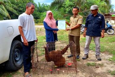 SEEKOR UNGKO DAN KERA EKOR PANJANG DISERAHKAN WARGA DENGAN SUKARELA