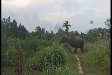 TIM BBKSDA RIAU PANTAU KEBERADAAN GAJAH
