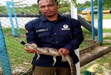 RESORT DURI BBKSDA RIAU EVAKUASI SEKALIGUS PELEPASLIARAN SEEKOR BUAYA SINYULONG