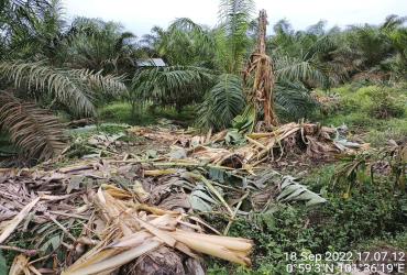 PATROLI MITIGASI KONFLIK SATWA GAJAH DENGAN MANUSIA DI KAMPUNG LUBUK UMBUT