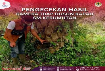PENGECEKAN HASIL KAMERA TRAP DUSUN KAPAU SM KERUMUTAN