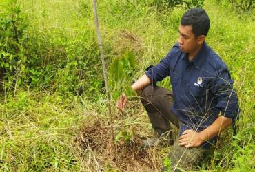 EVALUASI TANAMAN KEGIATAN PEMULIHAN EKOSISTEM DI DESA PETAI SM BUKIT RIMBANG BUKIT BALING