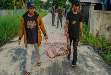 TIM RESCUE BALAI BESAR KSDA RIAU EVAKUASI MONYET YANG MERESAHKAN MASYARAKAT