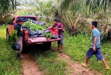 PEMULIHAN EKOSISTEM DI SM BUKIT RIMBANG BUKIT BALING