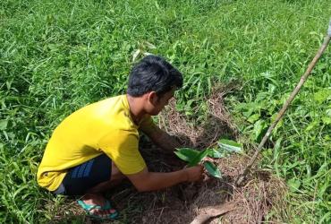 PENYULAMAN DAN PERAWATAN TANAMAN KEGIATAN PEMULIHAN EKOSISTEM DI DESA PETAI PADA SM BUKIT RIMBANG BUKIT BALING