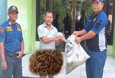 DINAS DPBD KABUPATEN INDRAGIRI HULU SERAHKAN SEEKOR PYTHON KE RESORT KERUMUTAN UTARA