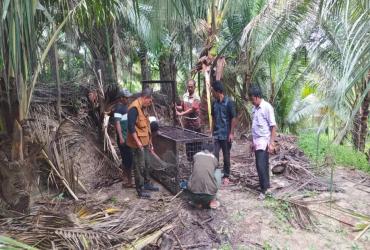 MITIGASI INTERAKSI NEGATIF SATWA BERUANG MADU (HELARCTOS MALAYANUS) DI DUSUN TASIK INDAH