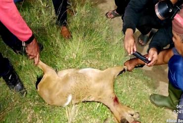 MITIGASI INTERAKTIF SATWA HARIMAU SUMATERA (HS) DI DESA PULAU MUDA
