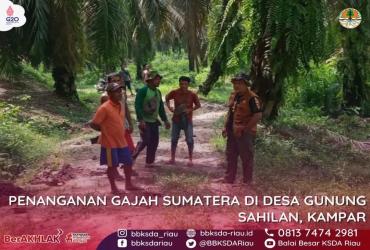 TUGAS BERSAMA UNTUK SELAMATKAN SATWA GAJAH, KONSERVASI TIDAK BISA SENDIRI