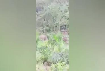 PEMANTAUAN GAJAH SAKIT DI WILAYAH KABUPATEN KAMPAR