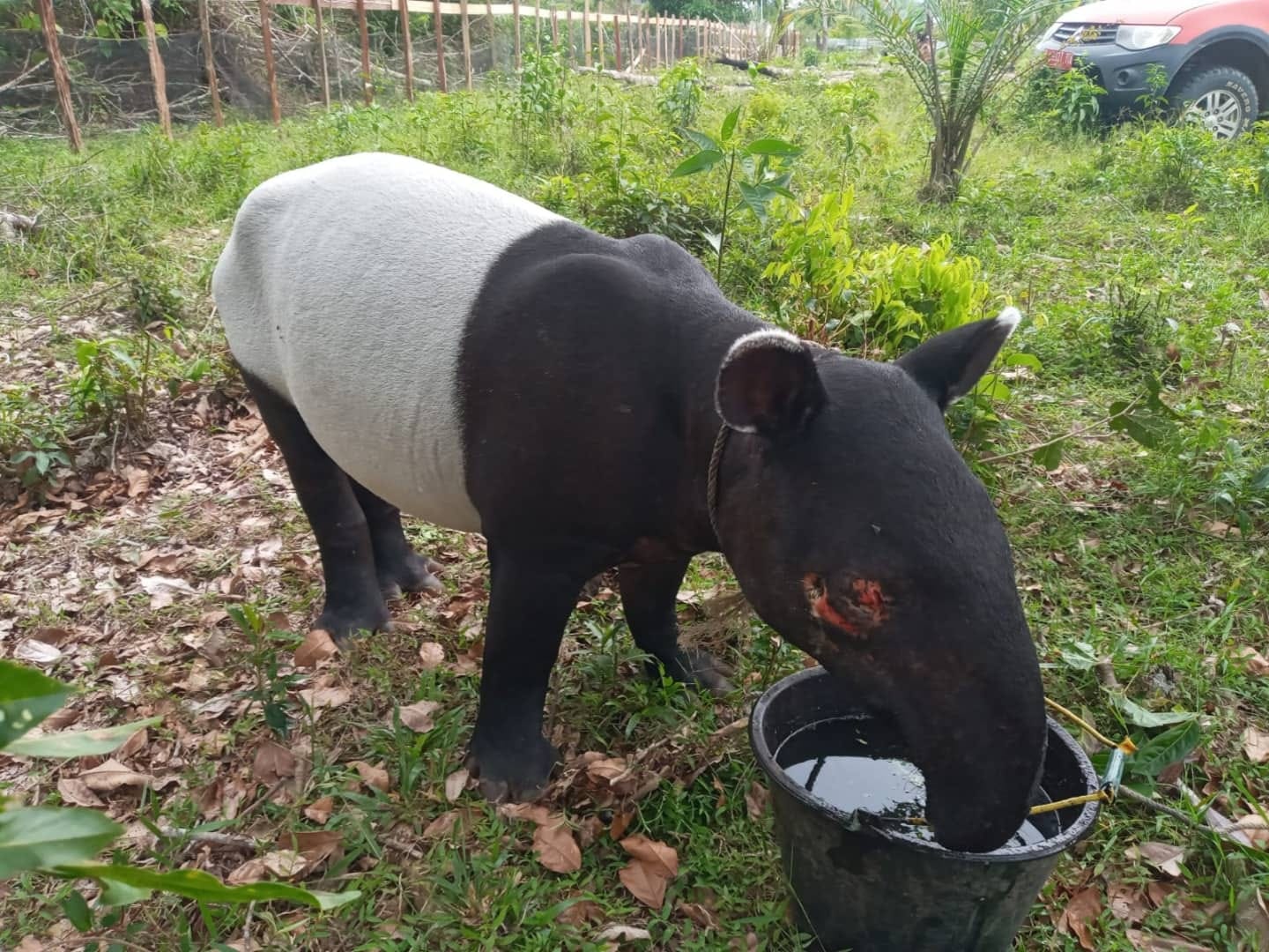 PENYELAMATAN TAPIR YANG TERLUKA DI BAGIAN MATANYA DI DESA LUBUK AMBACANG,  KEC. HULU KUANTAN, KAB. KUANTAN SINGINGI | BBKSDA Riau